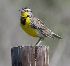Birds Of Eastern Washington Book Western Meadowlark Nebraska State Bird Kansas State Bird State Birds Bird