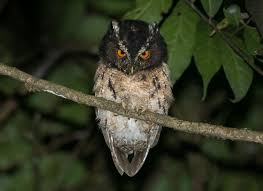 Kesan apa yang terlintas dalam fikiran sobat semua ketika mendengar bunyi atau suara kicau burung hantu ? Jenis Burung Yang Dilindungi Di Indonesia Jenis Net
