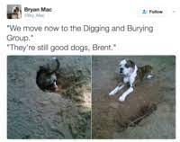 Hundreds say 'i bork' at mass dog wedding. They Re Good Dogs Brent Know Your Meme