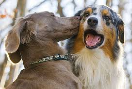 Lung cancer does not have semeiotic (found only infor a certain disease) symptoms which makes diagnosing this pathology diagnosis of lung cancer is possible on time, if not delayed with the examination. Surprising Things You Didn T Know About Cats And Dogs