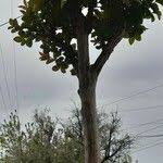 Image result for Ochna pulchra