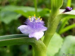 Image result for Cyanotis axillaris