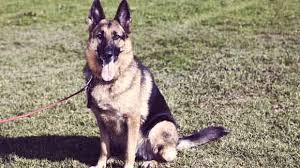 Instagram kullanıcıları bugün yoğun bir şekilde 'save a dog' paylaşımlarıyla karşılaştı. How To Train A German Shepherd To Be A Guard Dog Petcarerx