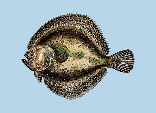 Manfish Vectors - Download Free High-Quality Vectors | Magnific (formerly  Freepik)