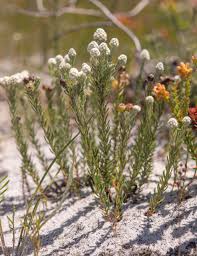 Image result for Holothrix villosa