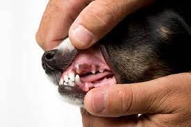 At animal health care center, we provide the medical care and compassion your fur family members need. Veterinary Services Vets Madison Al Madison Animal Care Hospital