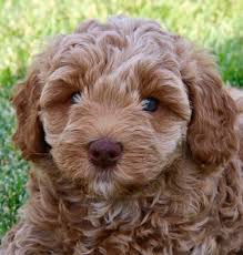 Search a wide range of information from across the web with searchinfotoday.com. Caramel Australian Labradoodle Puppy Labradoodle Labradoodle Puppy Australian Labradoodle
