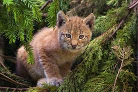 There are 3771 exotic beautiful for sale on etsy, and they cost $42.06 on average. 10 Exotic Wildlife In France You Can Spot On Your Holiday