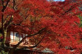 Koyo, atau dedaunan musim luruh, bermula pada pertengahan september di utara dan tersebar dengan cepat ke seluruh kawasan desa dalam tempoh kurang dari 90 hari. Jom P Japan Tidak Lama Lagi Daun Merah Pokok Mapel Facebook