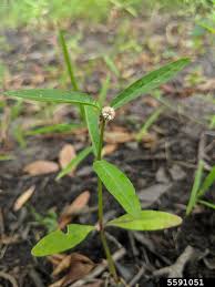 Image result for Alternanthera sessilis