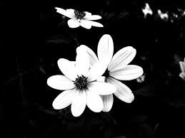 See To World Black And White Flowers Wallpaper Backgrounds Backgrounds Phone Wallpapers