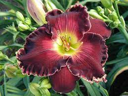 Springwood Gardens Day Lilies Flower Garden Beautiful Flowers