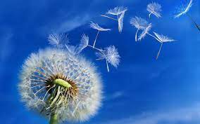 Dandelion seeds are dropped after using an anemo attack on a dandelion plant. Dandelions Symbol