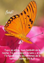 Pin By Silvia On Versiculos Biblicos Butterfly Photos Butterfly Float Like A Butterfly