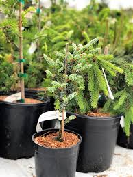 The silver lining to be found in a year full of horticultural disappointment is to look for those trees, and particularly the conifers, that appear to take the stress unscathed. The Best Time To Plant Trees In A Home Garden Spring Vs Fall