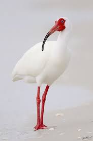 White Ibis Bonita Springs Florida Usa Birding And Wildlife Seltene Vogel Exotische Vogel Vogel Als Haustiere