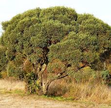 Image result for Euclea