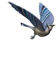 Beautiful Flying Bird Bird Gif Birds Flying Flying Birds Images
