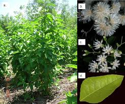 Image result for Vernonia amygdalina