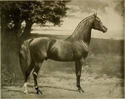 The pure Arabians and Americo-Arabs (Huntington horses); a ...