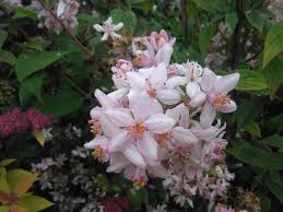Image result for Deutzia x hybrida ′Mont Rose