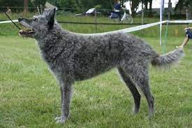 Commerce cloud storefront reference architecture. Dutch Shepherd Dog Breed Information And Pictures