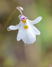 Image result for Utricularia sp.no.1