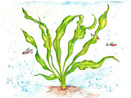 Image result for Ottelia ulvifolia