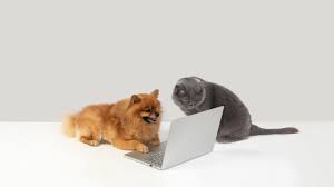 What type of dog wallpapers are available? Image Laptops Cat Dog Animal 2560x1440