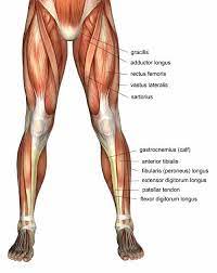 Tendons are fibrous cords attached to muscles and bone. Muscles In The The Upper Leg For The Thigh Where It Receives Torso For The Muscle Anatomiya Cheloveka Anatomicheskij Risunok Anatomiya