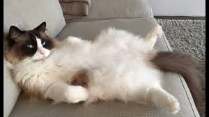However, the accepted breed standard establishes that these my ragdoll kitten is extremely active, so much so that she doesn't stop moving long enough to cuddle or even pet. Tribute To Timo The Ragdoll Cat Youtube