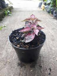 Tanaman ini memiliki keindahan pada daunnya yang memiliki banyak varian seperti hijau, krem serta merah keunguan, tanaman ini tidak boleh terlalu banyak terkena matahari karena dapat perpengaruh pada bunganya. Tanaman Hias Daun Hypoestes Polkadot Tanaman Hipotes Terbaru Agustus 2021 Harga Murah Kualitas Terjamin Blibli