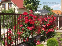 Rosa Dortmund Dortmund Outdoor Living Abies