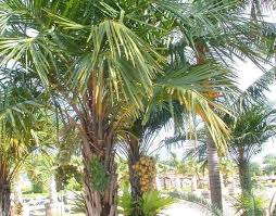 Image result for Syagrus