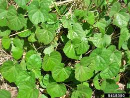 Image result for Ipomoea obscura