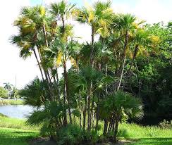 Image result for Acoelorrhaphe