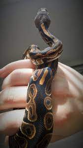 My Ball Python Behati Morph Black Pastel Pet Snake Ball Python Morphs Cute Snake