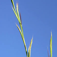 Image result for Andropogon gayanus