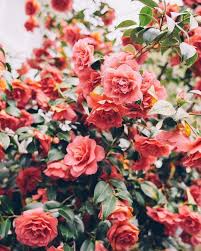 Flower Power Pretty Flowers Flowers Beautiful Flowers