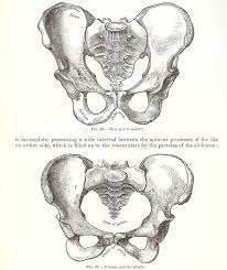 Pelvisgraphic001jpg 1 121 1 334 Pixels