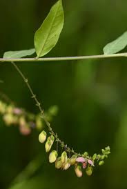 Image result for Polygala sphenoptera