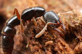 Image result for Antherotoma