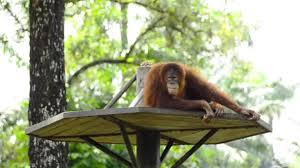 08:29 pati labelle escort video editado edited video. 582 Orangutan Stock Videos Royalty Free Orangutan Footage Depositphotos
