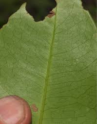 Image result for Buchnerodendron
