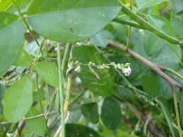 Image result for Teramnus labialis