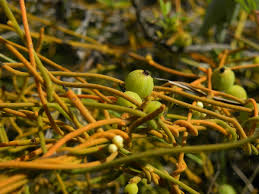 Image result for Cassytha filiformis