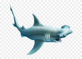 Hammerhead Shark Png Hungry Shark Hammerhead Transparent Png 665x535 5282707 Pngfind All our images are transparent and free for personal use. hammerhead shark png hungry shark