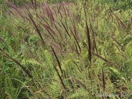 Image result for Melinis minutiflora