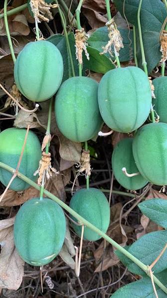 BRS PÉROLA DO CERRADO, O MARACUJÁ QUE UNE A FAMÍLIA , ✅ Depois da colheita é hora de saborear, podemos comer em natura ou fazer suco., ✔️Este é um maracujá rústico em tratos culturais em nossa ...