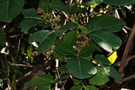 Image result for Searsia longipes